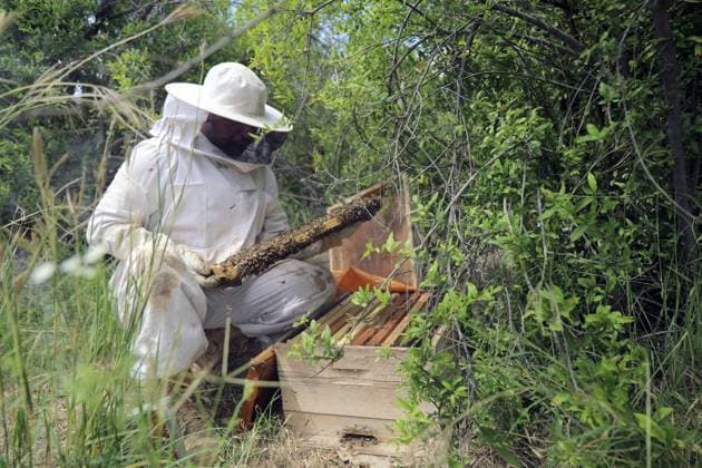 (260520) -- BAGHDAD, May 20, 2026 -- A beekeeper checks a honeycomb at his apiary on the outskirts of Baghdad, Iraq, on May 20, 2026. The World Bee Day, which is observed on May 20 annually, was declared by the UN General Assembly in 2017. ) IRAQ-BAGHDAD-BEEKEEPER-WORLD BEE DAY KhalilxDawood 