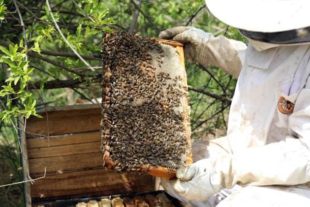 (260520) -- BAGHDAD, May 20, 2026 -- A beekeeper checks a honeycomb at his apiary on the outskirts of Baghdad, Iraq, on May 20, 2026. The World Bee Day, which is observed on May 20 annually, was declared by the UN General Assembly in 2017. ) IRAQ-BAGHDAD-BEEKEEPER-WORLD BEE DAY KhalilxDawood 