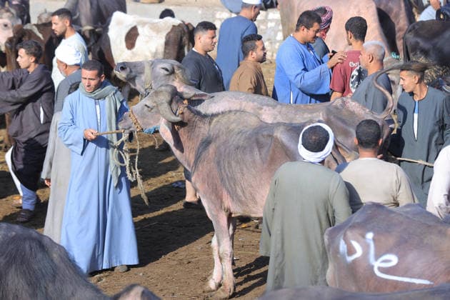 Eid al-Adha preparations in Egypt GIZA, EYGPT - MAY 21: People flock to the livestock market to buy camels ahead of Eid al-Adha (Feast of Sacrifice) in Giza, Egypt on May 21, 2026.. Muslims around the world celebrate Eid-Al-Adha by slaughtering livestock including camels, sheep, goats, and cows to pay tribute to the Prophet Abraham s devotion to Allah. Fareed Kotb Anadolu Cairo Egypt. Editorial use only. Please get in touch for any other usage.  Copyright: x2026xAnadoluxFareedxKotbx