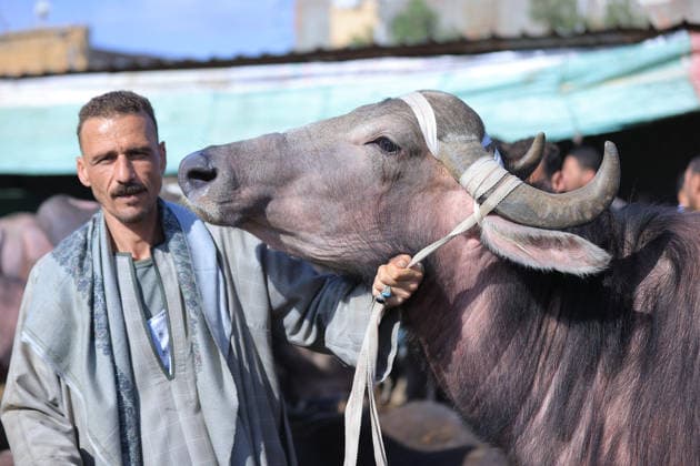 Eid al-Adha preparations in Egypt GIZA, EYGPT - MAY 21: People flock to the livestock market to buy camels ahead of Eid al-Adha (Feast of Sacrifice) in Giza, Egypt on May 21, 2026.. Muslims around the world celebrate Eid-Al-Adha by slaughtering livestock including camels, sheep, goats, and cows to pay tribute to the Prophet Abraham s devotion to Allah. Fareed Kotb Anadolu Cairo Egypt. Editorial use only. Please get in touch for any other usage.  Copyright: x2026xAnadoluxFareedxKotbx