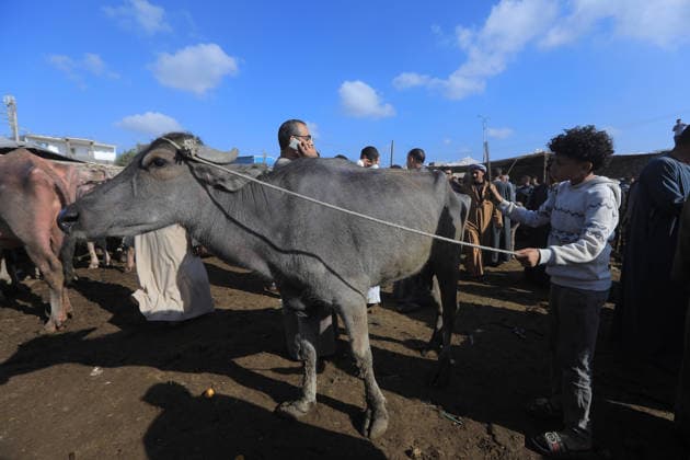 Eid al-Adha preparations in Egypt GIZA, EYGPT - MAY 21: People flock to the livestock market to buy camels ahead of Eid al-Adha (Feast of Sacrifice) in Giza, Egypt on May 21, 2026.. Muslims around the world celebrate Eid-Al-Adha by slaughtering livestock including camels, sheep, goats, and cows to pay tribute to the Prophet Abraham s devotion to Allah. Fareed Kotb Anadolu Cairo Egypt. Editorial use only. Please get in touch for any other usage.  Copyright: x2026xAnadoluxFareedxKotbx