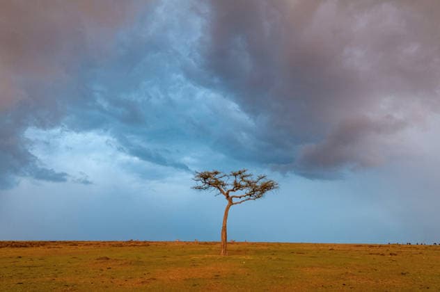 ein einzelner Akazienbaum unter einem stuermischen Himmel in der Savanne, Kenia, Narok County, Masai Mara Nationalpark single acacia tree under a stormy sky on the savanna, Kenya, Narok County, Masai Mara National Park BLWS748593 *** a single Akazienbaum at a stuermischen Sky in the Savannah, Kenya, Narok County, Masai Mara National Park Single Acacia Tree Under a STORMY Sky ON The savanna, Kenya, Narok County, Masai Mara National Park BLWS748593 Copyright: xblickwinkel AGAMI S.xPitamitzx