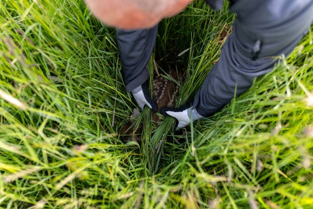 Zollernalb, Kitzrettung mit dem Kitz-Retter Neckar-Alb e.V., 21.05.2026 Ein Helfer der Kitzretter hebt mit Gras zwischen den Haenden ein kleines Rehkitz aus einer Wiese die gemaeht werden soll in eine Sicherheitsbox *** Zollernalb, fawn rescue with the Kitz Retter Neckar Alb e V , 21 05 2026 A helper of the fawn rescuers lifts a small fawn with grass between his hands from a meadow that is to be mowed into a safety box