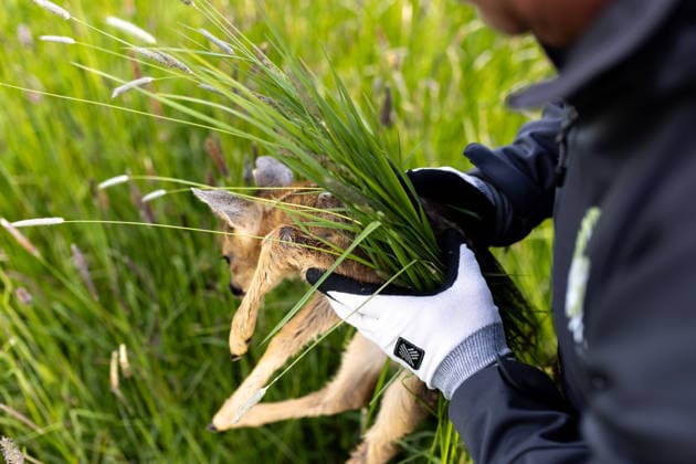 Zollernalb, Kitzrettung mit dem Kitz-Retter Neckar-Alb e.V., 21.05.2026 Ein Helfer der Kitzretter hebt mit Gras zwischen den Haenden ein kleines Rehkitz aus einer Wiese die gemaeht werden soll in eine Sicherheitsbox *** Zollernalb, fawn rescue with the Kitz Retter Neckar Alb e V , 21 05 2026 A helper of the fawn rescuers lifts a small fawn with grass between his hands from a meadow that is to be mowed into a safety box