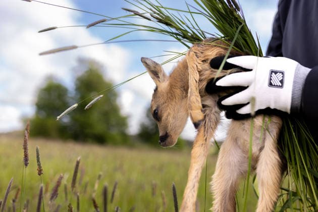 Zollernalb, Kitzrettung mit dem Kitz-Retter Neckar-Alb e.V., 21.05.2026 Ein Helfer der Kitzretter hebt mit Gras zwischen den Haenden ein kleines Rehkitz aus einer Wiese die gemaeht werden soll in eine Sicherheitsbox *** Zollernalb, fawn rescue with the Kitz Retter Neckar Alb e V , 21 05 2026 A helper of the fawn rescuers lifts a small fawn with grass between his hands from a meadow that is to be mowed into a safety box