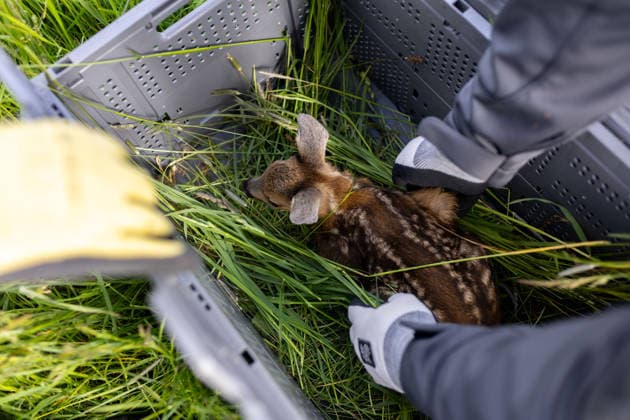 Zollernalb, Kitzrettung mit dem Kitz-Retter Neckar-Alb e.V., 21.05.2026 Ein Helfer der Kitzretter hebt mit Gras zwischen den Haenden ein kleines Rehkitz aus einer Wiese die gemaeht werden soll in eine Sicherheitsbox *** Zollernalb, fawn rescue with the Kitz Retter Neckar Alb e V , 21 05 2026 A helper of the fawn rescuers lifts a small fawn with grass between his hands from a meadow that is to be mowed into a safety box