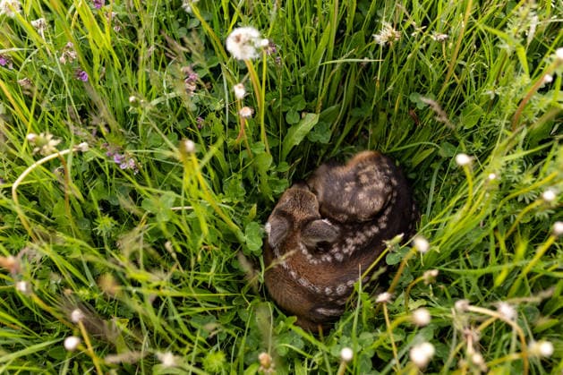Zollernalb, Kitzrettung mit dem Kitz-Retter Neckar-Alb e.V., 21.05.2026 Ein Rehkitz liegt bewegungslos und zusammengekauert im hohen Gras *** Zollernalb, fawn rescue with Kitz Retter Neckar Alb e V , 21 05 2026 A fawn lies motionless and huddled in the tall grass