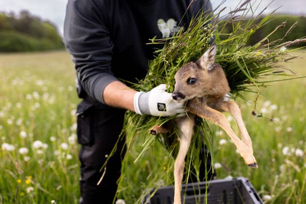 Zollernalb, Kitzrettung mit dem Kitz-Retter Neckar-Alb e.V., 21.05.2026 Ein Helfer der Kitzretter hebt mit Gras zwischen den Haenden ein kleines Rehkitz aus einer Wiese die gemaeht werden soll in eine Sicherheitsbox *** Zollernalb, fawn rescue with the Kitz Retter Neckar Alb e V , 21 05 2026 A helper of the fawn rescuers lifts a small fawn with grass between his hands from a meadow that is to be mowed into a safety box