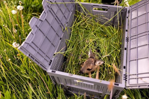 Zollernalb, Kitzrettung mit dem Kitz-Retter Neckar-Alb e.V., 21.05.2026 Ein kleines Rehkitz aus einer Wiese die gemaeht werden soll in eine Sicherheitsbox liegend *** Zollernalb, fawn rescue with the Kitz Retter Neckar Alb e V , 21 05 2026 A small fawn from a meadow that is to be mowed lying in a safety box