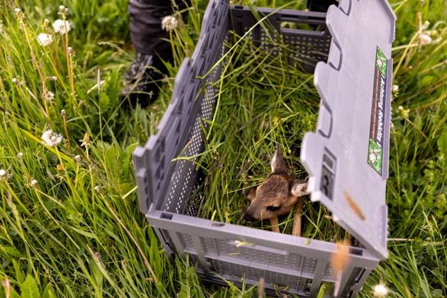 Zollernalb, Kitzrettung mit dem Kitz-Retter Neckar-Alb e.V., 21.05.2026 Ein kleines Rehkitz aus einer Wiese die gemaeht werden soll in eine Sicherheitsbox liegend *** Zollernalb, fawn rescue with the Kitz Retter Neckar Alb e V , 21 05 2026 A small fawn from a meadow that is to be mowed lying in a safety box