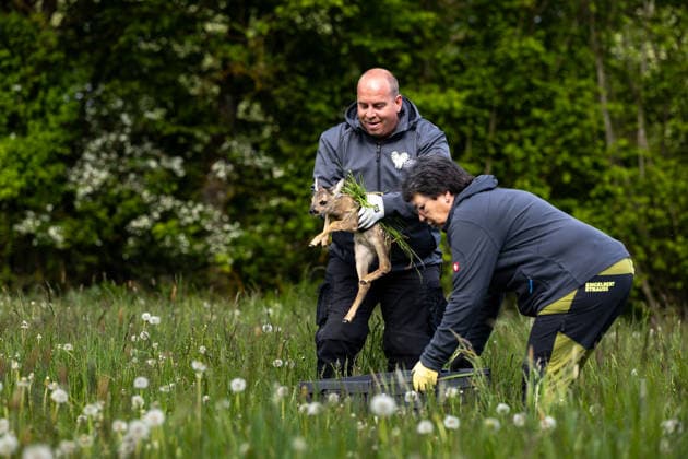 Zollernalb, Kitzrettung mit dem Kitz-Retter Neckar-Alb e.V., 21.05.2026 Ein Helfer der Kitzretter hebt mit Gras zwischen den Haenden ein kleines Rehkitz aus einer Wiese die gemaeht werden soll in eine Sicherheitsbox *** Zollernalb, fawn rescue with the Kitz Retter Neckar Alb e V , 21 05 2026 A helper of the fawn rescuers lifts a small fawn with grass between his hands from a meadow that is to be mowed into a safety box