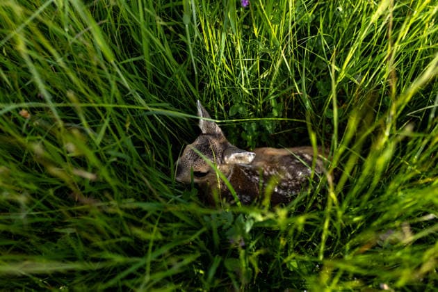 Zollernalb, Kitzrettung mit dem Kitz-Retter Neckar-Alb e.V., 21.05.2026 Ein Rehkitz liegt bewegungslos und zusammengekauert im hohen Gras *** Zollernalb, fawn rescue with Kitz Retter Neckar Alb e V , 21 05 2026 A fawn lies motionless and huddled in the tall grass