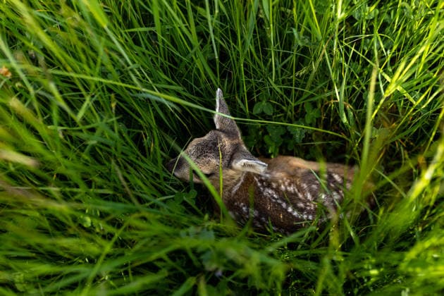 Zollernalb, Kitzrettung mit dem Kitz-Retter Neckar-Alb e.V., 21.05.2026 Ein Rehkitz liegt bewegungslos und zusammengekauert im hohen Gras *** Zollernalb, fawn rescue with Kitz Retter Neckar Alb e V , 21 05 2026 A fawn lies motionless and huddled in the tall grass