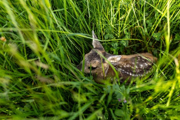 Zollernalb, Kitzrettung mit dem Kitz-Retter Neckar-Alb e.V., 21.05.2026 Ein Rehkitz liegt bewegungslos und zusammengekauert im hohen Gras *** Zollernalb, fawn rescue with Kitz Retter Neckar Alb e V , 21 05 2026 A fawn lies motionless and huddled in the tall grass
