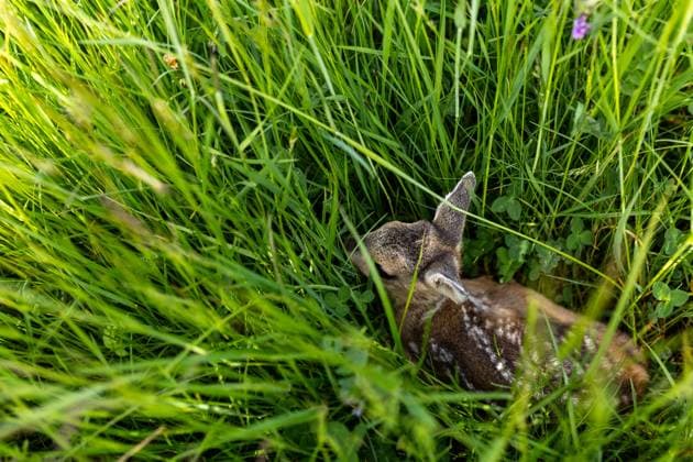 Zollernalb, Kitzrettung mit dem Kitz-Retter Neckar-Alb e.V., 21.05.2026 Ein Rehkitz liegt bewegungslos und zusammengekauert im hohen Gras *** Zollernalb, fawn rescue with Kitz Retter Neckar Alb e V , 21 05 2026 A fawn lies motionless and huddled in the tall grass