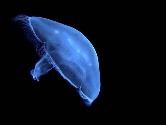 Lumineszierende leuchtende Qualle schwimmt im schwarzen Meerwasser, isolierter Hintergrund, wilder natürlicher Hintergrund Luminescent glowing jellyfish swims in black ocean water isolated background wild natural background Copyright: imageBROKER SofiiaxPotanina ibxiqx17680228.jpg