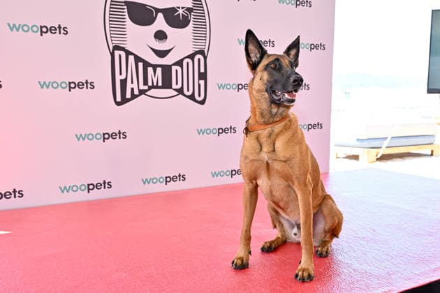 Cannes - Palm Dog Ceremony A dog attending the Palm Dog Ceremony ahead of the 79th Cannes Film Festival in Cannes, France on May 22, 2026. Photo by Julien Reynaud APS-Medias ABACAPRESS.COM Cannes France  Copyright: xReynaudxJulien APS-Medias ABACAx