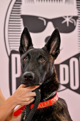 Entertainment Bilder des Tages Cannes - Palm Dog Ceremony The dog Yuri, seen in the movie La Perra, wins the 2026 Palm Dog while attending the Palm Dog Ceremony ahead of the 79th Cannes Film Festival in Cannes, France on May 22, 2026. Photo by Julien Reynaud APS-Medias ABACAPRESS.COM Cannes France  Copyright: xReynaudxJulien APS-Medias ABACAx