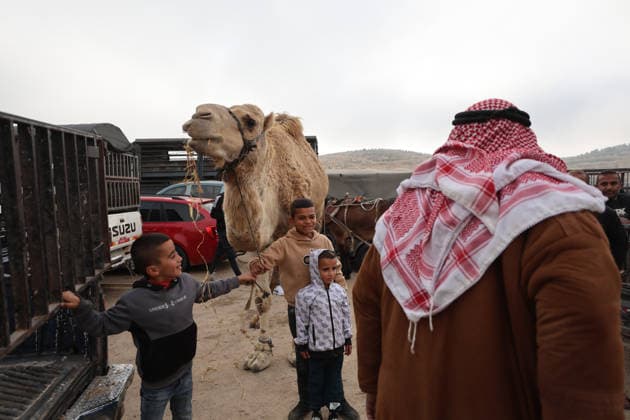 Hebron Livestock Market Before Eid Palestinians gather at a livestock market after crossing Israeli military checkpoints in Hebron on May 22, 2026, ahead of the Muslim holiday of Eid al-Adha. The holiday, during which sheep, camels and cows are traditionally slaughtered, is approaching as buyers and traders gather to buy and sell sacrificial animals. Hebron West Bank Palestinian Territories Copyright: xMosabxShawerx