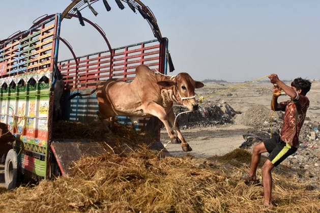 (260523) -- BEIJING, May 23, 2026 -- A man unloads a zebu bull at a livestock market ahead of the Eid al-Adha in Lahore, Pakistan on May 22, 2026. (Photo by Xinhua) XINHUA PHOTOS OF THE DAY Sajjad 