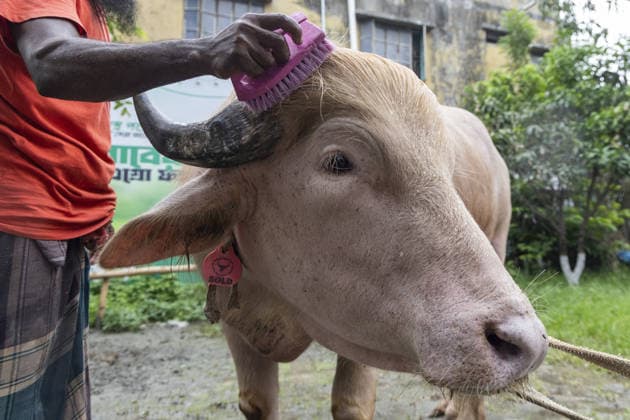 Crowds gather to see albino buffalo nicknamed ‘Donald Trump’ ahead of Eid al-Adha in Bangladesh NARAYANGANJ, BANGLADESH - MAY 23: An albino buffalo nicknamed Donald Trump is seen at a cattle farm ahead of Eid al-Adha in Narayanganj, Bangladesh, on May 23, 2026. The buffalo was given the nickname due to its unusual golden-colored hair and has gone viral on social media. Farm workers are providing constant care and special attention to the animal before it is sold for the Muslim festival sacrifice. Abdul Goni Anadolu Narayanganj Bangladesh. Editorial use only. Please get in touch for any other usage.  Copyright: x2026xAnadoluxAbdulxGonix