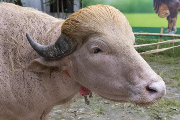 Crowds gather to see albino buffalo nicknamed ‘Donald Trump’ ahead of Eid al-Adha in Bangladesh NARAYANGANJ, BANGLADESH - MAY 23: An albino buffalo nicknamed Donald Trump is seen at a cattle farm ahead of Eid al-Adha in Narayanganj, Bangladesh, on May 23, 2026. The buffalo was given the nickname due to its unusual golden-colored hair and has gone viral on social media. Farm workers are providing constant care and special attention to the animal before it is sold for the Muslim festival sacrifice. Abdul Goni Anadolu Narayanganj Bangladesh. Editorial use only. Please get in touch for any other usage.  Copyright: x2026xAnadoluxAbdulxGonix