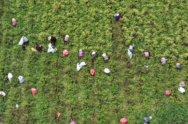 ZAOZHUANG, CHINA - MAY 22: Aerial view of farmers harvesting honeysuckle flowers in a field on May 22, 2026 in Zaozhuang, Shandong Province of China.  Copyright: xVCGx 111643359647