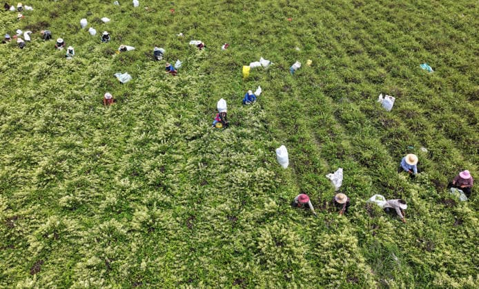 ZAOZHUANG, CHINA - MAY 22: Aerial view of farmers harvesting honeysuckle flowers in a field on May 22, 2026 in Zaozhuang, Shandong Province of China.  Copyright: xVCGx 111643359655