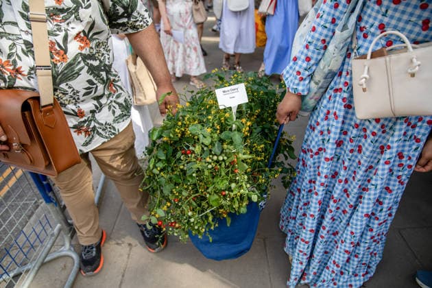 Chelsea Flower Show Last Day Sell Off in London, UK - 23 May 2026 Two members of the public carry a large plant from the last day of the RHS Chelsea Flower Show. Members of the public leave the Chelsea Flower Show carrying flowers, plants, and garden ornaments purchased from the exhibition displays on the event’s final day. As the famous horticultural showcase drew to a close, visitors were seen transporting blooms, shrubs and decorative items through the streets of Chelsea after buying pieces from the award-winning gardens and floral exhibits. London United Kingdom Copyright: xJamesxWilloughbyx xSOPAxImagesx JWILLOUGHBY_2770