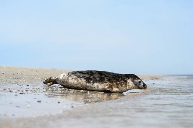 Auswildern von zwei Kegelrobben. Eine Kegelrobbe auf den weg ins Wasser der Nordsee. Norddeich Niedersachsen Deutschland *** Release of two gray seals A gray seal on its way into the water of the North Sea Norddeich Lower Saxony Germany Copyright: xdiebildwerftx