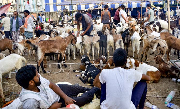 Livestock vendors sell their goats at a Bakri bazaar ahead of the Eid al-Adha festival Patna, May 24 (ANI): Livestock vendors wait for customers to sell their goats at a Bakri bazaar ahead of the Eid al-Adha festival, in Patna on Sunday. Patna Bihar India Copyright: xANIx ANI_20260524050