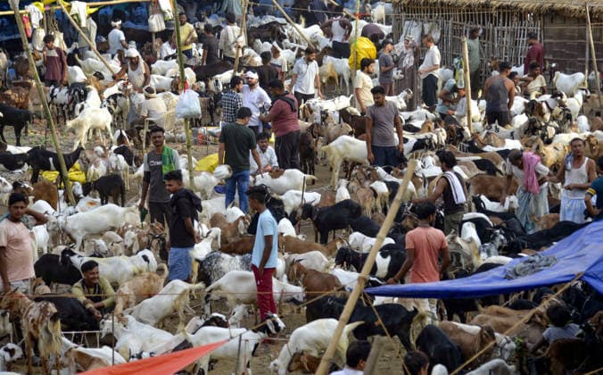 Livestock vendors sell their goats at a Bakri bazaar ahead of the Eid al-Adha festival Patna, May 24 (ANI): Livestock vendors wait for customers to sell their goats at a Bakri bazaar ahead of the Eid al-Adha festival, in Patna on Sunday. Patna Bihar India Copyright: xANIx ANI_20260524051