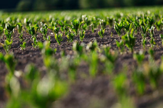 Im Mai wachsen Zuckerrüben noch als junge Pflanzen in gleichmäßigen Reihen auf dem Feld bei Köln. Ihre kleinen, kräftig grünen Blätter breiten sich langsam aus, während sich unter der Erde die Rübe entwickelt. (Themenbild, Symbolbild) Frechen, 24.05.2026 NRW Deutschland *** In May, sugar beets are still growing as young plants in even rows in the field near Cologne Their small, vibrant green leaves are slowly spreading out while the beet is developing under the soil Themed picture, symbolic picture Frechen, 24 05 2026 NRW Germany Copyright: xChristophxHardtx