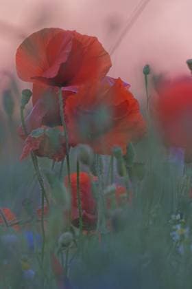 Klatschmohn (Papaver rhoeas) vor Sonnenaufgang, Kempen, Kreis Viersen, Nordrhein-Westfalen, Deutschland Corn poppy (Papaver rhoeas) in front of sunrise, Kempen, Viersen district, North Rhine-Westphalia, Germany Copyright: imageBROKER JoachimxMoebesxClaud ibxjmm17740935.jpg
