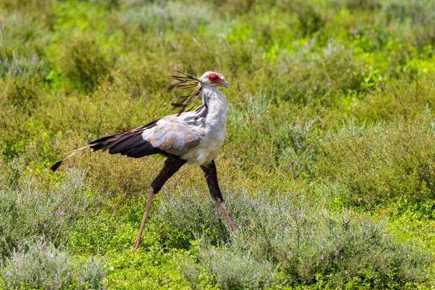 Sekreta Sekreta (License=RF) Copyright: xZoonar.com BirgitxSeifertx 25075246