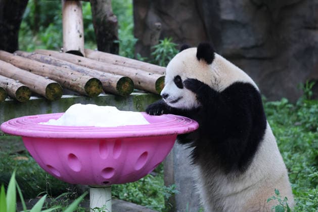 CHONGQING, CHINA - MAY 24: Giant panda Yu Ai plays with snow at Chongqing Zoo in summer on May 24, 2026 in Chongqing, China.  Copyright: xVCGx 111643832036