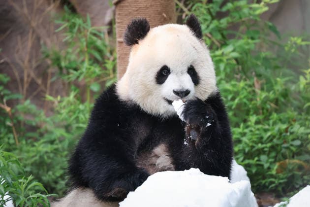 CHONGQING, CHINA - MAY 24: Giant panda Yu Ai plays with snow at Chongqing Zoo in summer on May 24, 2026 in Chongqing, China.  Copyright: xVCGx 111643832017