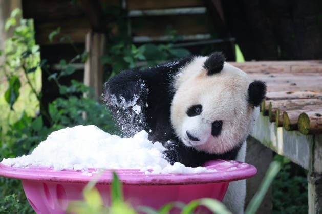 CHONGQING, CHINA - MAY 24: Giant panda Yu Ai plays with snow at Chongqing Zoo in summer on May 24, 2026 in Chongqing, China.  Copyright: xVCGx 111643832018