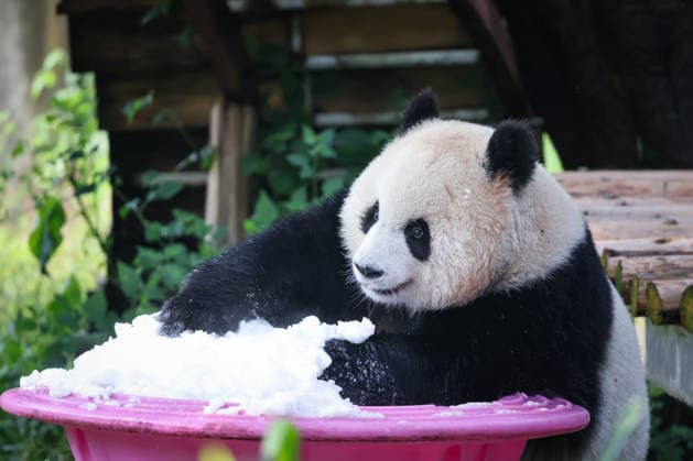 CHONGQING, CHINA - MAY 24: Giant panda Yu Ai plays with snow at Chongqing Zoo in summer on May 24, 2026 in Chongqing, China.  Copyright: xVCGx 111643832019