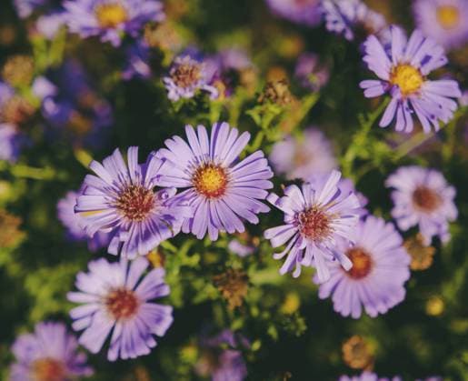 Winzige violette Blüten Foto mit leuchtenden Farben Tiny violet flowers - photograph with vibrant colors Copyright: imageBROKER MariaxVia ibxljj17699591.jpg