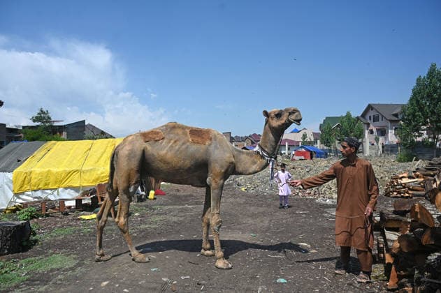 SRINAGAR, INDIA - MAY 25: A camel displayed for sale at a livestock market ahead of the upcoming Eid al-Adha (Bakrid) festival on May 25, 2026 in Srinagar, India. The early morning trade was highly animated following a localized declaration by regional religious scholars confirming that, based on regional moon-sighting traditions, Jammu and Kashmir will officially celebrate the Festival of Sacrifice on May 27, 2026 a day ahead of the rest of the country, which is scheduled to observe the holiday on May 28. (Photo by Waseem Andrabi Hindustan Times) Livestock Market Ahead Of The Eid al-Adha Festival In Srinagar