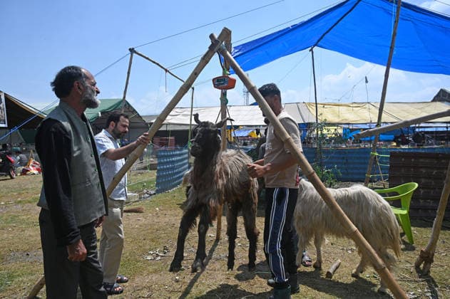 SRINAGAR, INDIA - MAY 25: A goat is weighed for the sale at a livestock market ahead of the upcoming Eid al-Adha (Bakrid) festival on May 25, 2026 in Srinagar, India. The early morning trade was highly animated following a localized declaration by regional religious scholars confirming that, based on regional moon-sighting traditions, Jammu and Kashmir will officially celebrate the Festival of Sacrifice on May 27, 2026 a day ahead of the rest of the country, which is scheduled to observe the holiday on May 28. (Photo by Waseem Andrabi Hindustan Times) Livestock Market Ahead Of The Eid al-Adha Festival In Srinagar