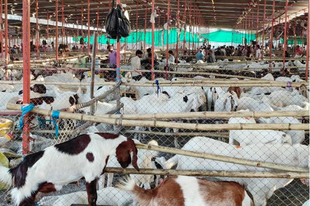 RECORD DATE NOT STATED Members of the Muslim community sell goats ahead of the upcoming Eid festival Surat, May 25 (ANI): Members of the Muslim community sell goats ahead of the upcoming Eid festival in Bhathena, Bharat Nagar, in Surat on Monday. Surat Gujarat India Copyright: xANIx ANI_20260525022