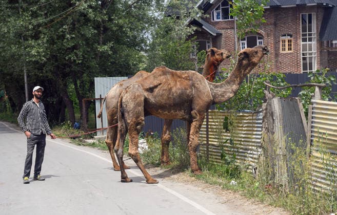 Camels displayed for sale at a makeshift livestock market Budgam, May 25 (ANI): A vendor displays camel for sale at a makeshift livestock market ahead of Eid al-Adha festival, in Budgam on Monday. Budgam Jammu and Kashmir India Copyright: xANIx ANI_20260525279