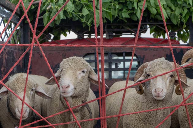 May 25, 2026, Srinagar, Jammu And Kashmir, India: Sheep are seen tied in the back of a vehicle at a livestock market ahead of the Muslim festival of Eid al Adha in Srinagar, the summer capital of Indian Kashmir. Srinagar India  - ZUMAf191 20260525_zip_f191_004 Copyright: xUmarxFarooqx