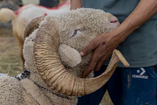May 25, 2026, Srinagar, Jammu And Kashmir, India: A man holds a sheep at a livestock market ahead of the Muslim festival of Eid al Adha in Srinagar, the summer capital of Indian Kashmir. Srinagar India  - ZUMAf191 20260525_zip_f191_005 Copyright: xUmarxFarooqx