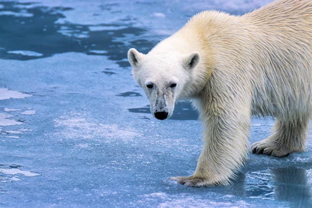 Eisbär auf dem Eis in der Arktis Polar bear on the ice in Arctic (License=RF) Copyright: xZoonar.com Larsxjohanssonx 25088249
