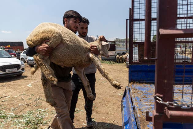 May 26, 2026, Srinagar, Jammu and Kashmir, India: A Muslim man is seen loading a sheep onto a load carrier after purchasing it at a flea livestock market ahead of the Muslim festival of Eid al-Adha in Srinagar. Srinagar India  - ZUMAa205 20260526_zip_a205_020 Copyright: xAdilxAbassx