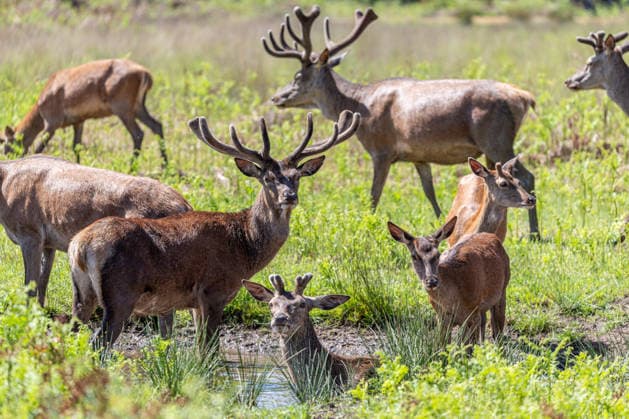 May 26, 2026, London, UK: London, UK. Deer try to cooll off in a small water hole in Richmond Park, southwest London today as the hot weather continues this week. The Met Office has forecast temperatures to hit over 33c in London and the South East this week, with cooler weather by Thursday. London UK  - ZUMAl94_ 20260526_zaf_l94_040 Copyright: xAlexxLentatix
