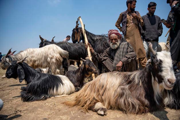 Eid ul Adha Festival in Srinagar, India - 26 MAY 2026. A bakarwal man seen posing for a picture with his sacrificial animals on sale at makeshift market ahead of Eid al-Adha. Eid al-Adha, also known as Bakr Eid or the Festival of Sacrifice, is an important Islamic festival that honours Prophet Ibrahim’s willingness to sacrifice his son Ismail in obedience to Allah. Muslims celebrate it with prayers, animal sacrifice (Qurbani), and acts of charity and sharing. It marks the culmination of the annual Hajj pilgrimage to Mecca. Srinagar India Copyright: xIdreesxAbbasx xSOPAxImagesx IdreesAbbas_26MAY2026__14